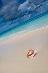 Fototapeta na wymiar Shell na piaszczystej plaży w pobliżu niebieski patrz