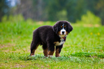 Fototapeta premium Bernese Mountain Dog