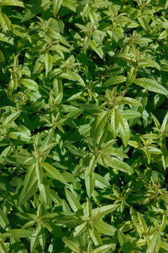 verveine citronnelle
