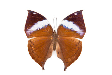 Fototapeta na wymiar Brown butterfly Kalima paralecta isolated on white background