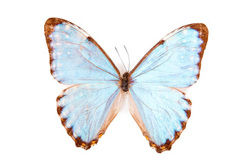 Brown and blue butterfly Morpho portis isolated