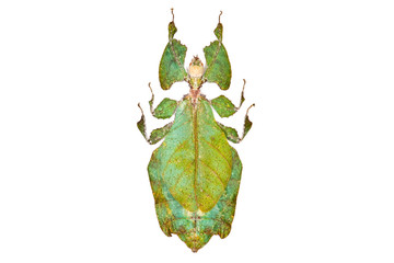 Green beetle Phyllium giganteum isolated