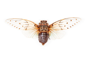 White cicada Ayuthia spectabilis isolated