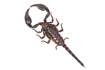 Black scorpion Heterometrus laoticus  isolated