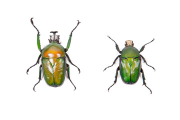 Green beetle Dicronorhina oberthuri isolated