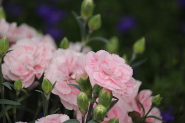 カーネーションの花