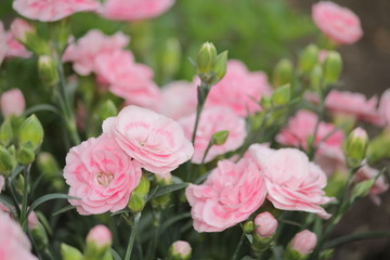Obraz premium カーネーションの花