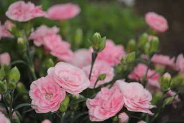 カーネーションの花