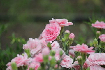 カーネーション