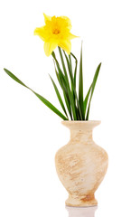 Yellow daffodils in a vase isolated on white
