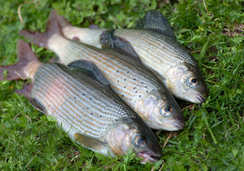 Fototapeta premium Tree grayling