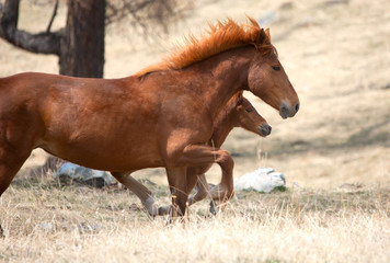 Obraz premium Foal and its mother
