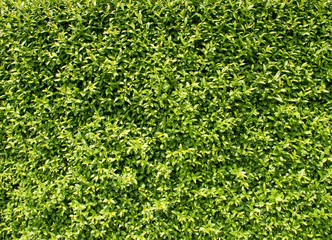 Liguster - Ligustrum