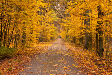 Fototapeta premium Weg im Herbst, Autumn