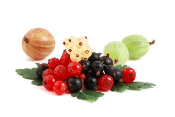 Johannisbeeren und Stachelbeeren