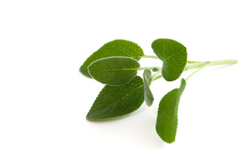 Salbei - Würz- und Heilpflanze