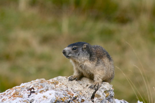 marmotton