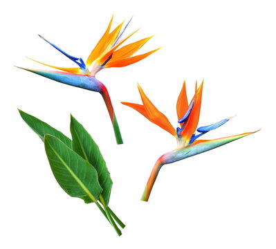 Str&eacute;litzia