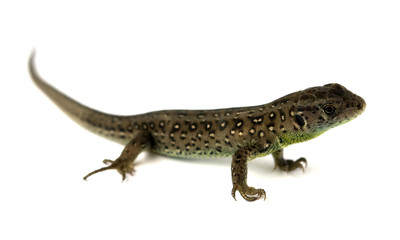 lizard isolated