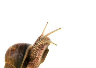 weinbergschnecke