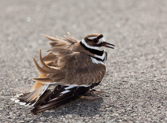 Killdeer bird warding off danger © steheap