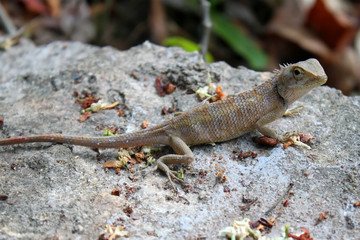 Lizard