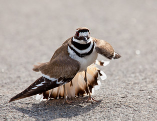 Fototapeta premium Killdeer bird warding off danger