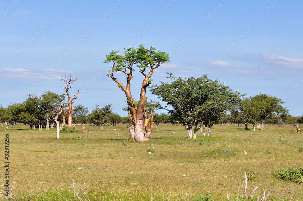 Wall mural moringa tree in african savanna,namibia,etosha park