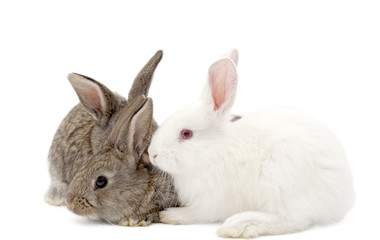 rabbit