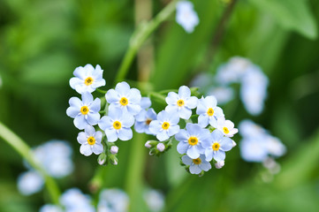 Forget-me-not eleganthe  flowers