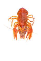 crayfish