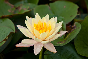 lotus blossoms or water lily flowers blooming on pond