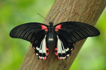 Fototapeta na wymiar czarny motyl