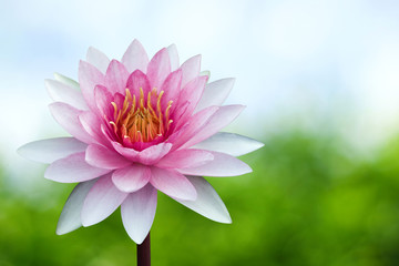 Obraz premium Red lotus on spring background