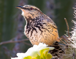 Cactus Wren feeding on a Saguaro Flower