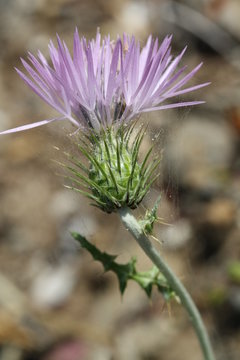 kleinkoepfige Distel