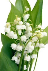 Fototapeten lily-of-the-valley in posy © Maria Brzostowska