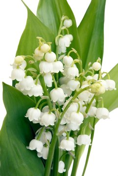 lily-of-the-valley in posy
