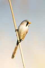 bearded tit on the reed, male - reedling (Panurus biarmicus)