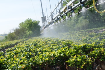 Watering