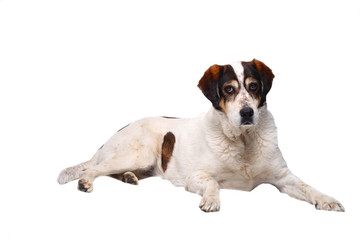 braun-weisser Hund blickt in die Kamera