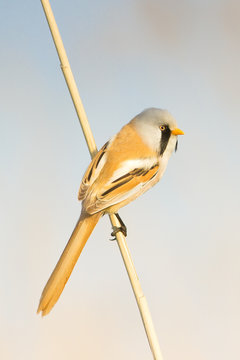 bearded tit on the reed, male - reedling (Panurus biarmicus)