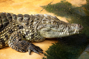 Closeup of a Nile crocodile
