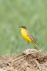 A male of Yellow Wagtail (Motacilla flava)