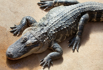 American alligator in ambush