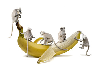 Paviane beim Banane Essen