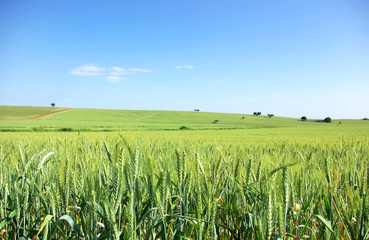 Green wheat field at south of Portugal.