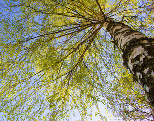 Fototapeta premium silver birch