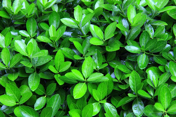 Fototapeta na wymiar Close-up shot of green bush after rain