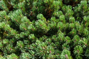 prickly branches of fir